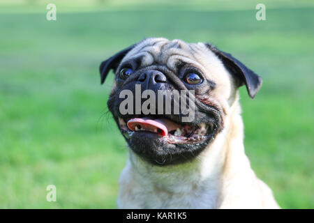 Un anno vecchio fawn Pug maschio Foto Stock