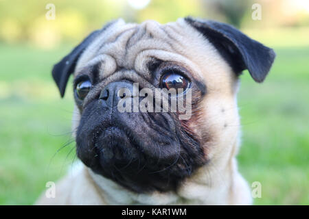 Un anno vecchio fawn Pug maschio Foto Stock