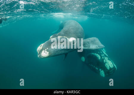 Giocoso southern right whale calf arriva a guardare la fotocamera con la sua madre al di sotto, la Penisola Valdes, Patagonia, Argentina. Foto Stock