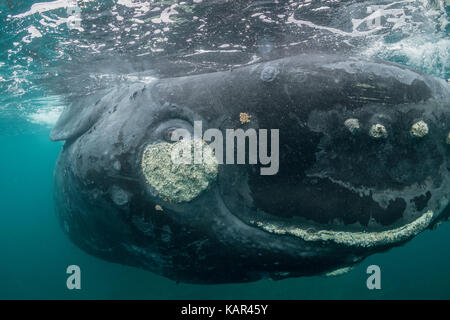 Extreme close up di un curioso southern right whale rolling circa in corrispondenza della superficie, la Penisola Valdes, Patagonia, Argentina. Foto Stock