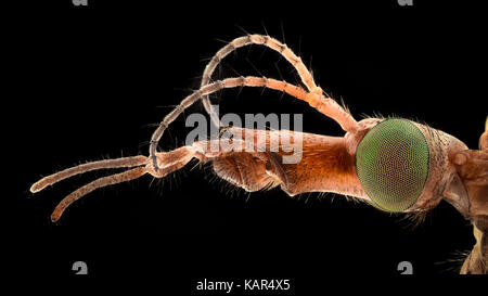 Ingrandimento estreme - Gru Fly ritratto Foto Stock