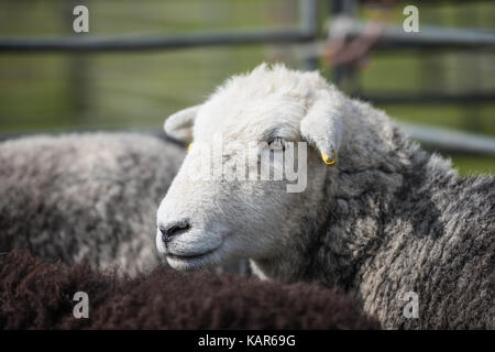 Pecore Herdwick giudicare, Southern Agricultural Show, Isola di Man. Foto Stock