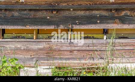 Scatto frontale che mostra l'ingresso di alcuni alveari con un sacco di api in un ambiente soleggiato Foto Stock