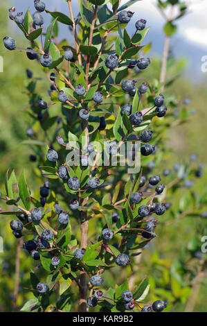 Questo è il Myrtus communis, il mirto comune con frutti, dalla famiglia myrtaceae Foto Stock