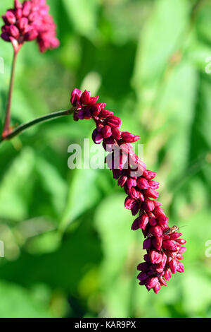 Fiore di persicaria orientalis, noto anche come principe della piuma o kiss-me-su-il-giardino-gate. Foto Stock