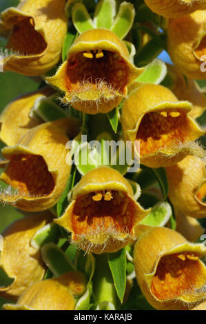 Questo è digitalis ferruginea, il rusty foxglove, dalla famiglia plantaginaceae Foto Stock