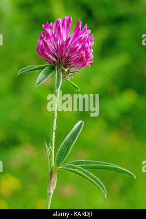 Questo è il Trifolium alpestre, il globo viola di trifoglio o owl-testa trifoglio, dalla famiglia fabaceae (Leguminosae) Foto Stock