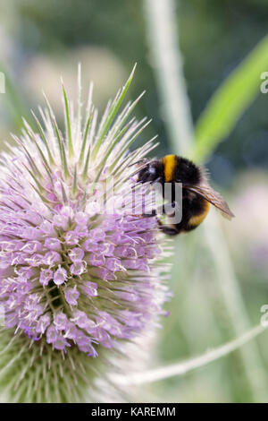 Close up di ape su un fiore teasel testa Foto Stock