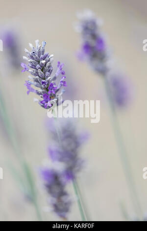 La lavanda che cresce in un giardino inglese Foto Stock