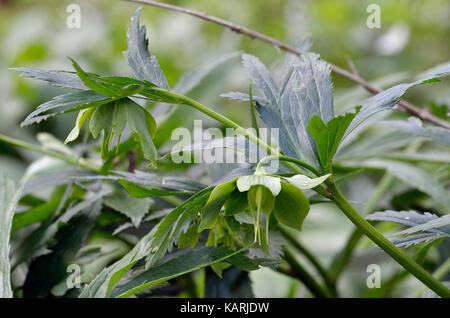 Capsule di seme di veratro verde - helleborus viridis Foto Stock