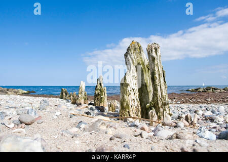 Costa Baltica, old frangiflutti sul mar Baltico, ostseekueste, alte buhnen an der ostsee Foto Stock