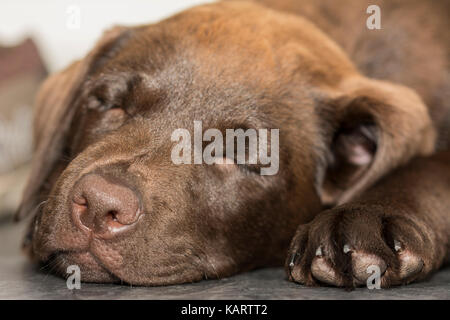 Vista ingrandita di un 3-mese-vecchio cioccolato labrador dormire su un pavimento in mattonelle in cucina Foto Stock