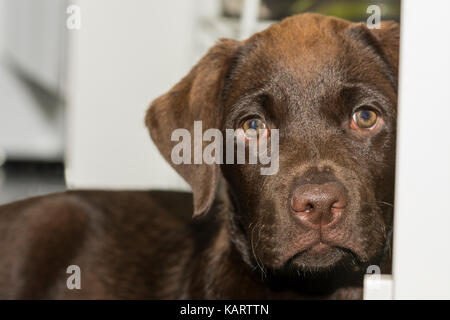 Muso di vista di una 3-mese-vecchio cioccolato labrador che giace dietro una porta aperta Foto Stock