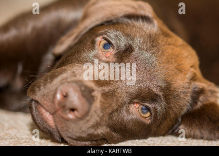 Vista ingrandita di un 3-mese-vecchio cioccolato labrador giacente su un tappeto color crema Foto Stock