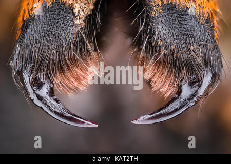 Ingrandimento estreme - Wolf Spider (Lycosidae) Foto Stock