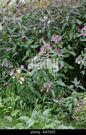 Himalayan piante Balsamina Impatiens glandulifera in fiore invade rive del fiume Wye hoarwithy regno unito Foto Stock