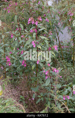 Himalayan piante Balsamina Impatiens glandulifera in fiore invade rive del fiume Wye hoarwithy regno unito Foto Stock