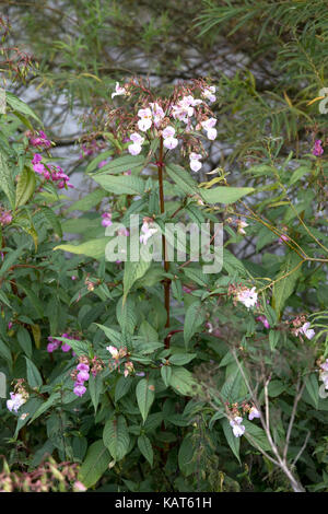 Himalayan piante Balsamina Impatiens glandulifera in fiore invade rive del fiume Wye hoarwithy regno unito Foto Stock