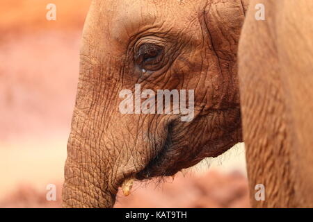 Rimasto orfano elefante - il david sheldrick Wildlife Trust - NAIROBI - KENYA Foto Stock