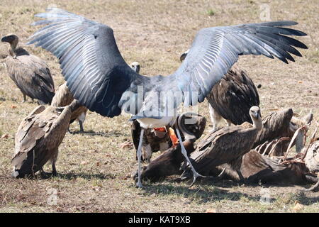 Lavaggio e avvoltoi marabou stork feed su una carcassa di gnu - Masai Mara riserva nazionale Foto Stock