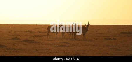 Eland - Riserva Nazionale di Masai Mara - Kenya Foto Stock