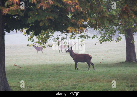 Windsor, Regno Unito. 27 settembre, 2017. Un cervo all'alba nella nebbia al Windsor Great Park. Vi è un allevamento di circa 500 cervi entro il parco dei cervi contenitore in Windsor Great Park, tutti discendono da quaranta cerve e due cervi introdotte nel 1979 dal duca di Edimburgo. Credito: mark kerrison/alamy live news Foto Stock