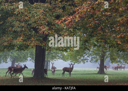 Windsor, Regno Unito. 27 settembre, 2017. cervi nella nebbia in Windsor Great Park all'alba. vi è un allevamento di circa 500 cervi entro il parco dei cervi contenitore in Windsor Great Park, tutti discendono da quaranta cerve e due cervi introdotte nel 1979 dal duca di Edimburgo. Credito: mark kerrison/alamy live news Foto Stock