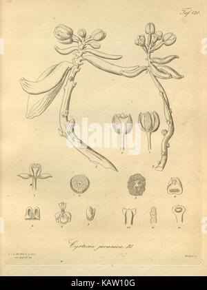 Un'illustrazione di *Xenia orchidacea*, una specie di orchidea, descritta in una pubblicazione botanica. L'immagine raffigura le caratteristiche dettagliate della pianta, concentrandosi sulla sua struttura floreale unica. Foto Stock