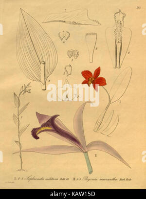 Questa illustrazione botanica raffigura Xenia orchidacea, una specie di orchidea. Il disegno dettagliato evidenzia le caratteristiche uniche della pianta, parte di una serie botanica più ampia. Foto Stock