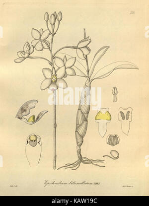 Questa illustrazione botanica del Missouri Botanical Garden raffigura la Xenia orchidacea, una specie nota per i suoi fiori distintivi e l'importanza ecologica nelle regioni tropicali. Foto Stock