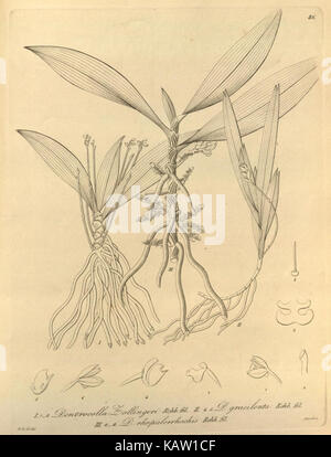 Xenia orchidacea (Fig. 86) raffigura un'illustrazione dettagliata della specie di orchidee Xenia orchidacea, evidenziandone le caratteristiche botaniche e il significato negli studi sulle piante e nell'orticoltura. Foto Stock