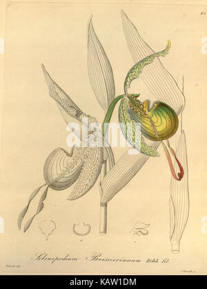 Questa illustrazione raffigura la Xenia orchidacea, una specie di orchidea, in un disegno dettagliato. Creata per scopi educativi, questa opera d'arte d'epoca è ospitata nella biblioteca Peter H. Raven del Missouri Botanical Garden. Riflette l'arte botanica della sua epoca, enfatizzando l'accuratezza scientifica nella rappresentazione delle specie vegetali. L'opera funge da riferimento storico per lo studio della morfologia vegetale. Foto Stock
