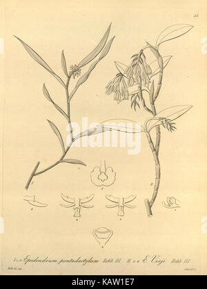 Questa illustrazione raffigura Xenia orchidacea, una specie di orchidea. Mostra le caratteristiche distintive della pianta, tra cui i suoi fiori, la struttura delle foglie e la morfologia generale, importante per gli appassionati di orchidee e gli studi botanici. Foto Stock