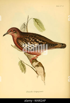 Questo piatto della "Zoologia del viaggio di H.M.S. Beagle" illustra varie specie di uccelli studiate durante il famoso viaggio di Charles Darwin sul Beagle. Contribuisce alla nostra comprensione della storia naturale. Foto Stock