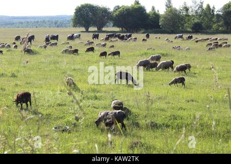 Un grande gregge di pecore e le mucche al pascolo su un prato verde in giugno. Foto Stock