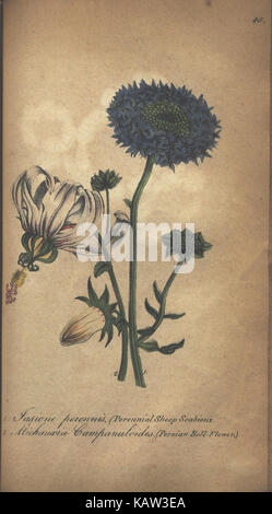 L'illustrato botanica (pagina 40) (7351628374) Foto Stock