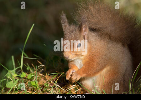 Red scoiattolo (Sciurus vulgaris) nella foresta, Highlands, Scotland, Regno Unito Foto Stock