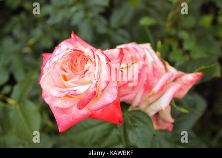 Una coppia di bellissime rose rosse crescono nel giardino. Foto Stock