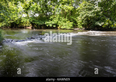 Fiume torridge - rapids in acque basse in estate #2. vicino a beaford, North Devon, in Inghilterra. Foto Stock