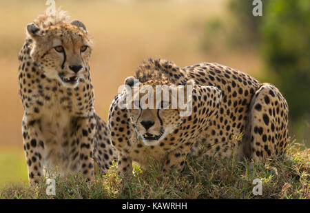 Due ghepardi (Acinonyx jubatus) sul tumulo turmite stalking preda del Masai Mara, Kenya Foto Stock