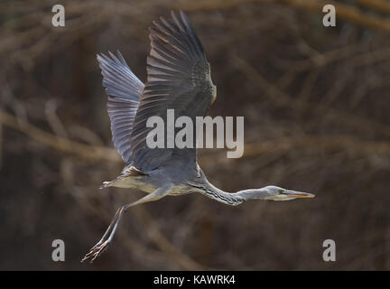 Airone cinerino (Ardea cinerea) vola sul lago Naivasha, Kenya Foto Stock