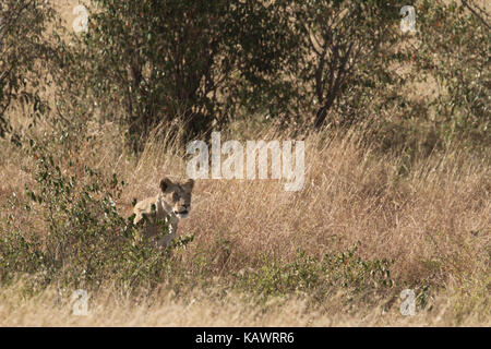 Nascosto Leonessa femmina (panthera leo) a guardare oltre la savana per la preda del Masai Mara, Kenya Foto Stock