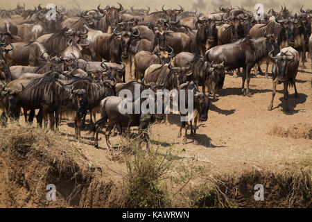 Gnu (connochaetes) in attesa presso la banca di fiume di cross durante la grande migrazione nel Masai Mara, Kenya Foto Stock