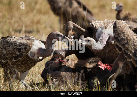 Gli avvoltoi mangiando e mangiare sulla carcassa gnu del Masai Mara, Kenya Foto Stock