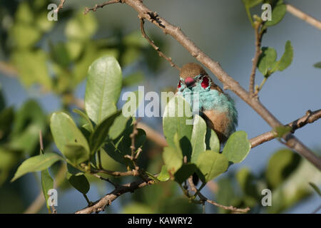 Red Cheeked Cordon Bleu Waxbill (Uraeginthus bengalus) arroccato nella struttura ad albero in Lake Elementaita, Kenya Foto Stock