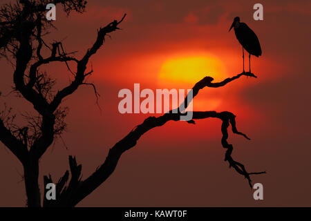 Marabou Stork ( Leptoptilos crumenifer) arroccato nella struttura ad albero su un glorioso tramonto in serata il Masai Mara, Kenya Foto Stock