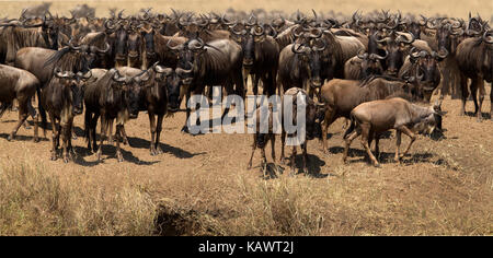 Gnu Gnus (connochaetes) in attesa presso il fiume Mara fro un opportunità di cross durante la grande migrazione nel Masai Mara, Kenya Foto Stock