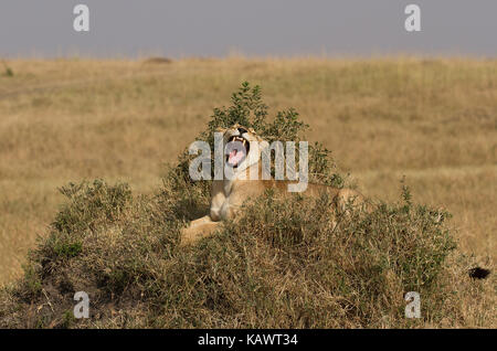 Leonessa (Panthera Leo) a sbadigliare e a mostrare i denti sul tumulo di rilievo nel Masai Mara, Kenya Foto Stock
