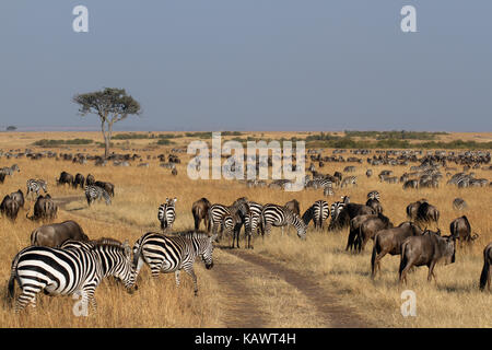 Zebre e GNU grazin sulle pianure di Mara. Masai Mara, Kenya Foto Stock