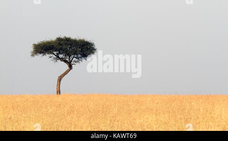 Lone Acacia sulle pianure di Mara. Masai Mara, Kenya Foto Stock